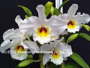 fhr[cDen. Misty Queen eGiga Whitef SM/JOGA~XeB[NC[ eMKzCgf1JԃTCYcłBԂ͍炢Ă܂B