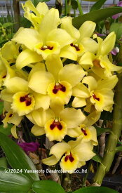 デンドロビューム苗Den. Perfect Smile 'Canary Gold'パーフェクトスマイル‘キャナリーゴールド’1作開花サイズ苗です。花は咲いていません。