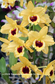 デンドロビューム苗Den. Yellow Tsuden1作開花サイズ苗です。花は咲いていません。