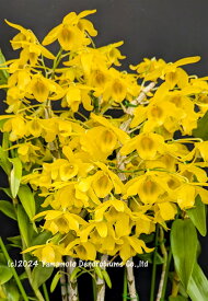 デンドロビューム原種の苗Den. friedericksianum 'Vietnam Gold' SSM/JOGA1作開花サイズ苗です。花は咲いていません。