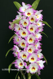 デンドロビューム苗Den. Happy Harmony 'Empress' SM/JOGAハッピーハーモニー ‘エンプレス’1作開花サイズ苗です。花は咲いていません。