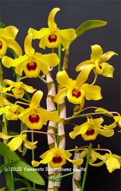 デンドロビューム原種の苗Den. friedericksianum ‘Siam King’ 1作開花サイズ苗です。花は咲いていません。