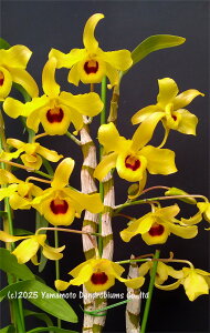 fhr[̕cDen. friedericksianum eSiam Kingf 1JԃTCYcłBԂ͍炢Ă܂B