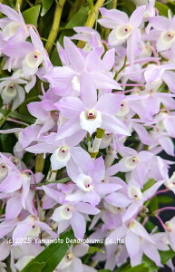 fhr[z̕cDen. Neo Rouge 'Clair' 1JԃTCYcłBԂ͍炢Ă܂B