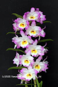 �f���h���r���[���cDen. Charm Grande �eGiant�f1��J�ԃT�C�Y�c�ł��B�Ԃ͍炢�Ă��܂���B