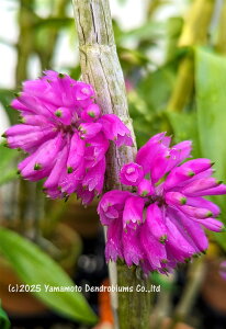 デンドロビューム原種の苗 Den. purpureum ‘Purple Drum’1作開花サイズ苗です。花は咲いていません。