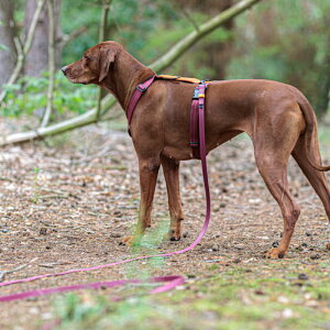 Long Line Dog Leash BioThane Ipanema OCp[h BioThane CΏh~PVCR[eBOňSCloud7 NEh7 hCc x COAyIS̔NxIz