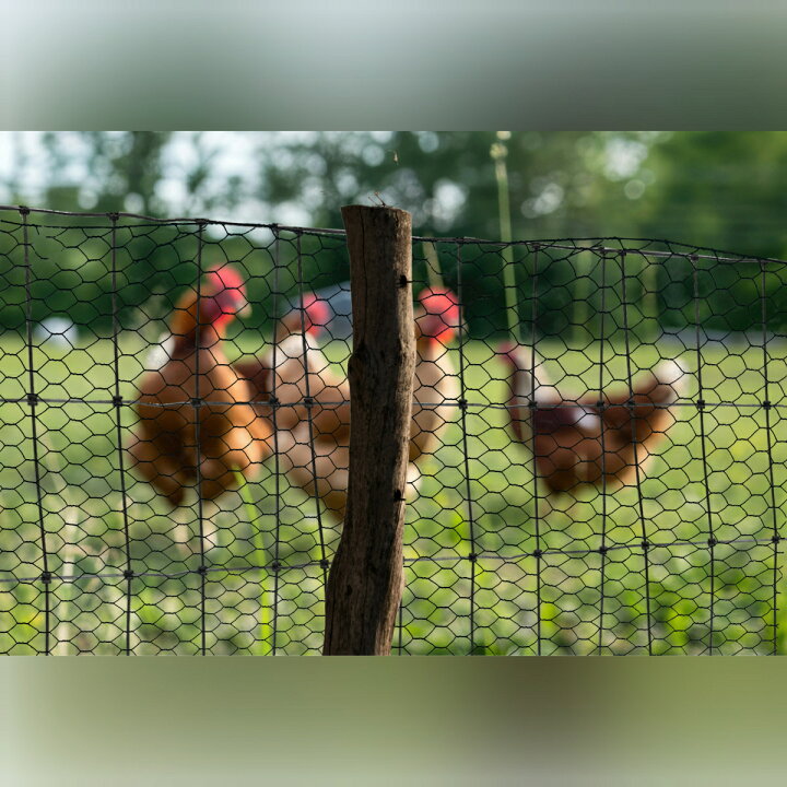 楽天市場】養鶏 金網 フェンス 【小動物用亀甲フェンス（高さ900mm×長 