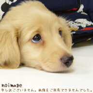 【純正品・新品】シャープ洗濯機用の内部排水ホース★1個【SHARP 2103600546】【5】【BP】