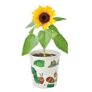 yAEgbgZ[zV| ͂؂ނ@y^y^͔|Zbg HP-01y͔|Zbg Hׂ T_ Jt Ƒ qlp q v[g Mtg Ă A