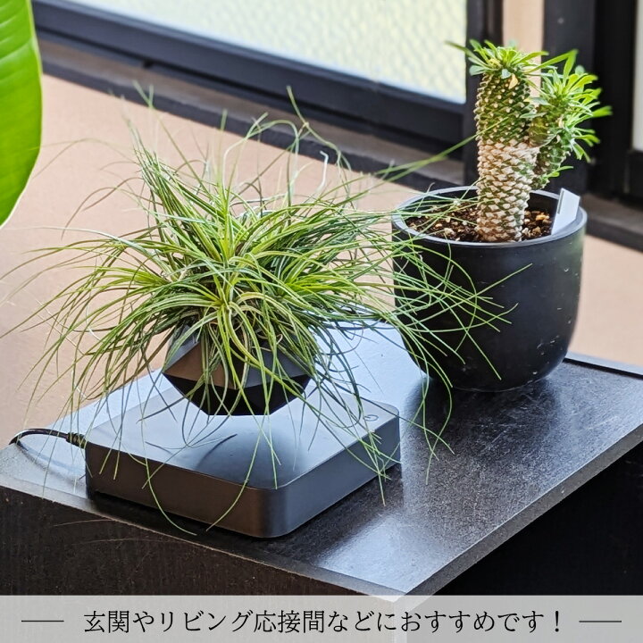 多肉植物やエアープランターにいかが？