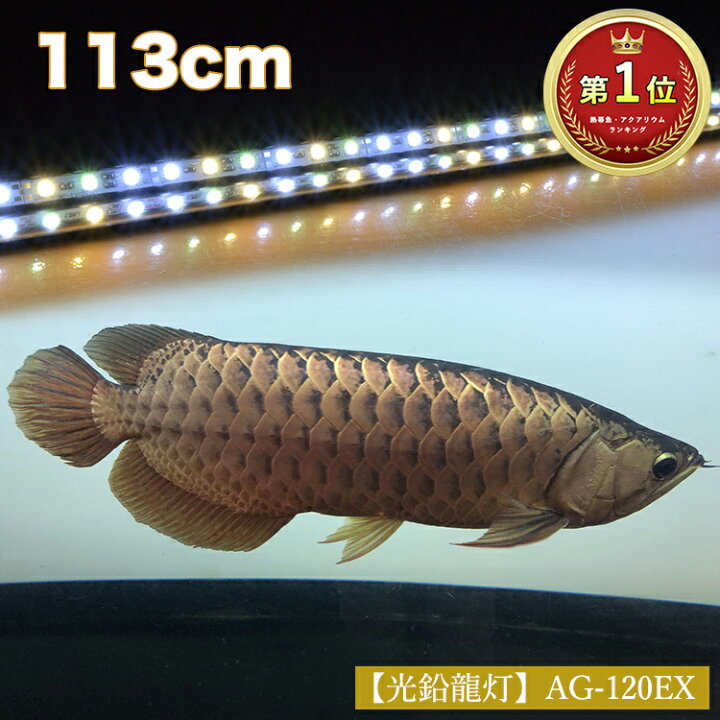 楽天市場 アロワナ ライト 金龍 過背金 1cm水槽用 光鉛龍灯 プレミアムゴールド Ex Led 2列 明るい 水中 照明 水中蛍光灯 大型 大きい 長い 細い 省スペース アクアリウム 熱帯魚 アジアアロワナ ディスカス エンゼルフィッシュ 海水魚 プレコ でんらい アジアアロワナ