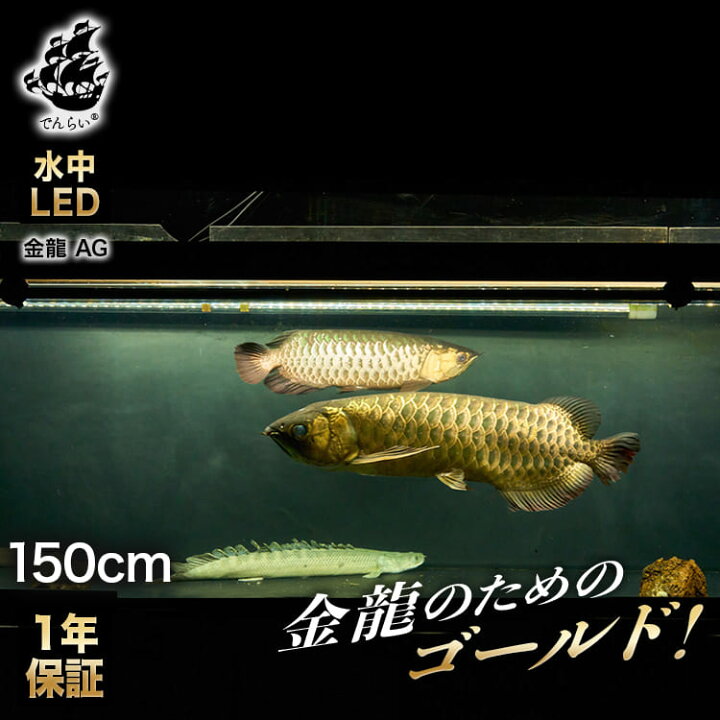 楽天市場】過背金龍 藍底金龍 アロワナライト 水槽ライト 熱帯魚ライト 