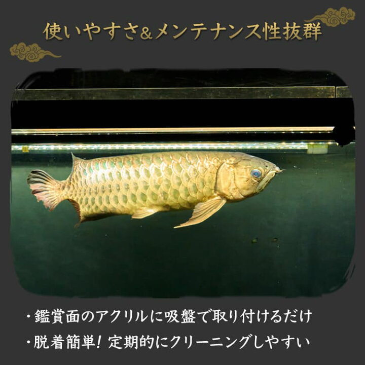 定番のお歳暮 冬ギフト アロワナ ライト 金龍 過背金 150cm水槽用 藍紫龍灯 ワイルドブルー Uv 40 Ex Led 2列 水中 照明 水中蛍光灯 でんらい Ak 150uv Ex Ak Uv Ex 送料無料 Shipsctc Org