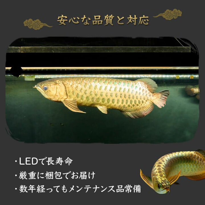楽天市場 アロワナ ライト 金龍 過背金 90cm水槽用 光鉛龍灯 プレミアムゴールド Ex Led 2列 明るい 水中 照明 水中蛍光灯 大型 大きい 長い 細い 省スペース アクアリウム 熱帯魚 アジアアロワナ ディスカス エンゼルフィッシュ 海水魚 プレコ でんらい アジアアロワナ