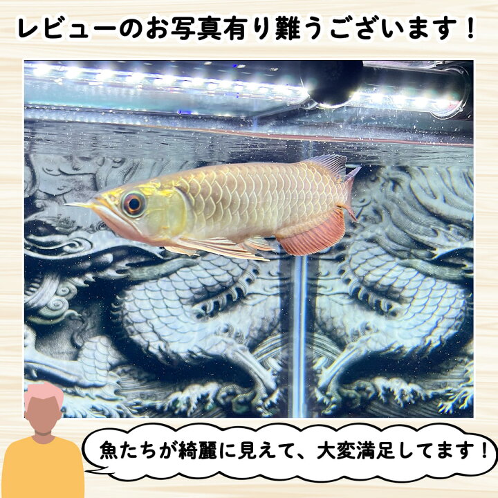 楽天市場】アロワナ ライト アロワナライト 金龍 過背金 180cm水槽用  