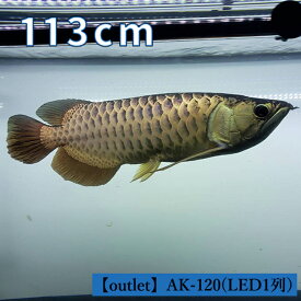 楽天市場 アジアアロワナの通販