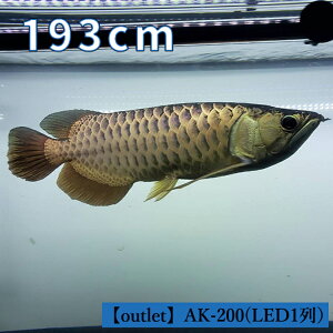アロワナ 水槽の人気商品 通販 価格比較 価格 Com
