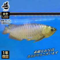 楽天市場】水槽 アロワナ 120cmの通販