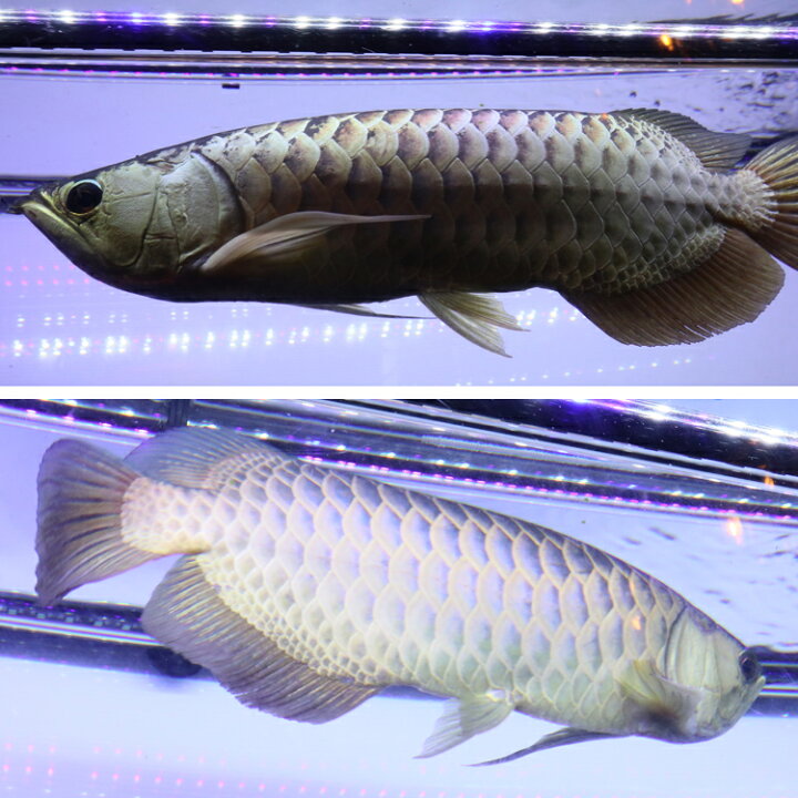 楽天市場 アロワナ ライト 金龍 過背金 0cm水槽用 藍紫龍灯 ワイルドブルー Uv 40 Ex Led 2列 紫外線 A波 日焼け 効果 色揚げ 水中 照明 水中蛍光灯 アクアリウム 熱帯魚 アジアアロワナ でんらい Ak 0uv Ex 送料無料 Ak Uv Ex でんらい