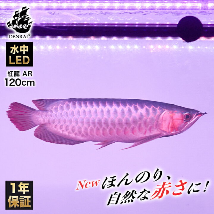 楽天市場 アロワナ ライト 紅龍 1cm水槽用 真朱龍灯 ナチュラルレッド 赤い 赤色 レッド Led 2列 水中 照明 水中蛍光灯 大型 大きい 長い 細い 省スペース アクアリウム 熱帯魚 アジアアロワナ ディスカス でんらい アジアアロワナ コウリュウ レッドアロワナ 色揚げ