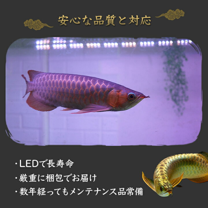 楽天市場】紅龍 水中 スーパーレッド アロワナ ライト LED 水中照明 