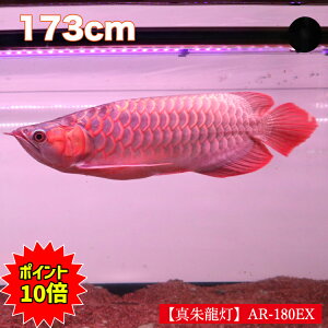 180 水槽の人気商品 通販 価格比較 価格 Com