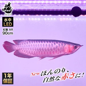 紅龍 アロワナ ライト 水中 スーパーレッド LED 水中照明 レッドアロワナ 水槽ライト テンニングライト 大型水槽 錦鯉 色揚げ 広範囲 アジアアロワナ 赤く 紅 ワイルド 明るい 光量 長い 細い