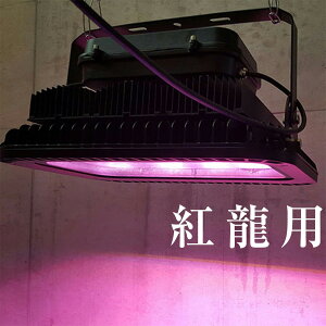 vdl Cg jŋtp[ AiCg 㕔 ԐF 150w LED 㕔 ̏ ANAE MыCg ejOCg LED ^ g  AWAAi ߔw 