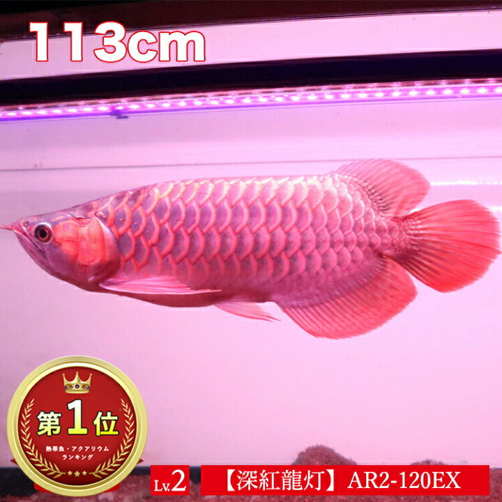 楽天市場】紅龍 スーパーレッド 水中 レッドアロワナ 水槽ライト 