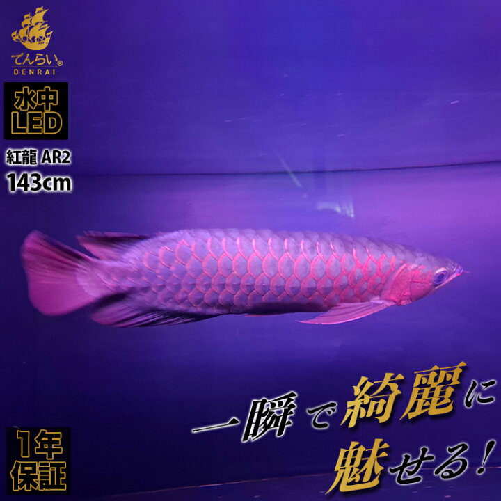 楽天市場】アロワナライト 水槽ライト アロワナ ライト 紅龍 150cm水槽 