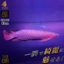 ar2-90ex-01.jpg?fitin=272:272