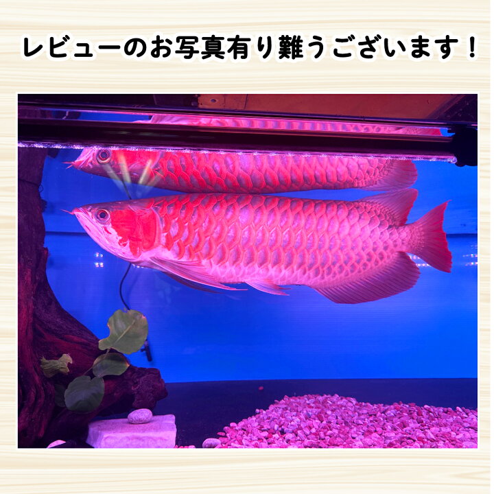 楽天市場】アロワナ ライト スーパーレッド 紅龍 水中 レッドアロワナ 