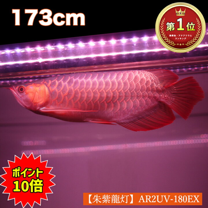 楽天市場 期間限定 ポイント10倍 アロワナ ライト 紫外線40 180cm水槽用 紅龍 朱紫龍灯 Uv A波 日焼け 効果 色揚げ 色揚げ ライト 紅龍 金龍 ナイトメロー Led 2列 水中 照明 水中蛍光灯 ブラックライト アジアアロワナ スーパーレッド コウリュウ レッドアロワナ