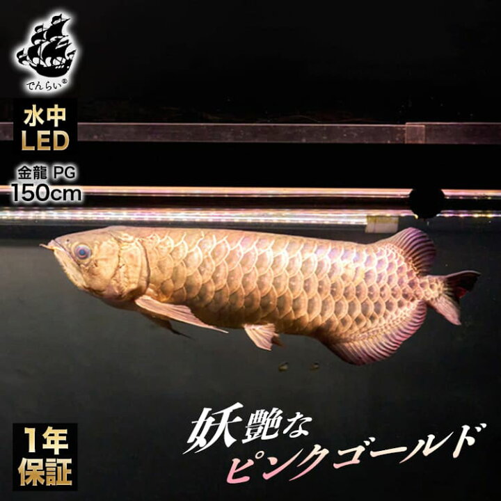 楽天市場】アロワナライト 過背金龍 藍底金龍 熱帯魚ライト 水槽ライト 