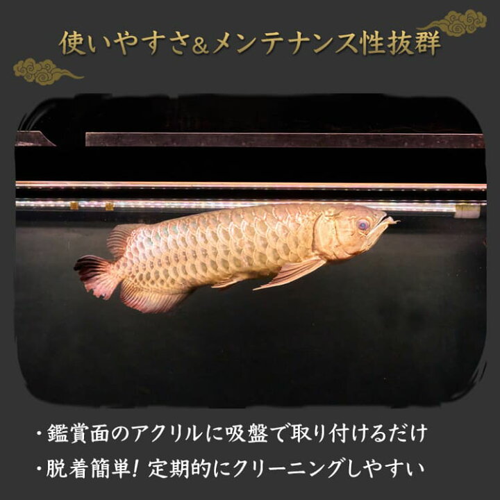 楽天市場】過背金龍 アロワナライト 水槽ライト 藍底金龍 熱帯魚ライト 