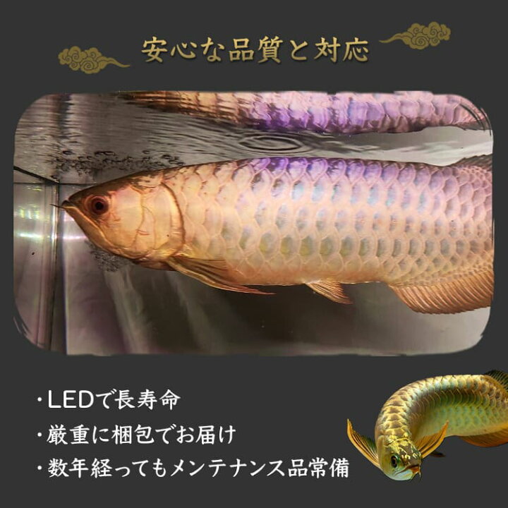 楽天市場】アロワナライト 過背金龍 藍底金龍 熱帯魚ライト 水槽ライト 
