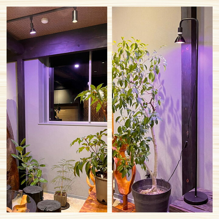楽天市場】植物育成ライト スタンド 植物ライト 明るい 日照不足 