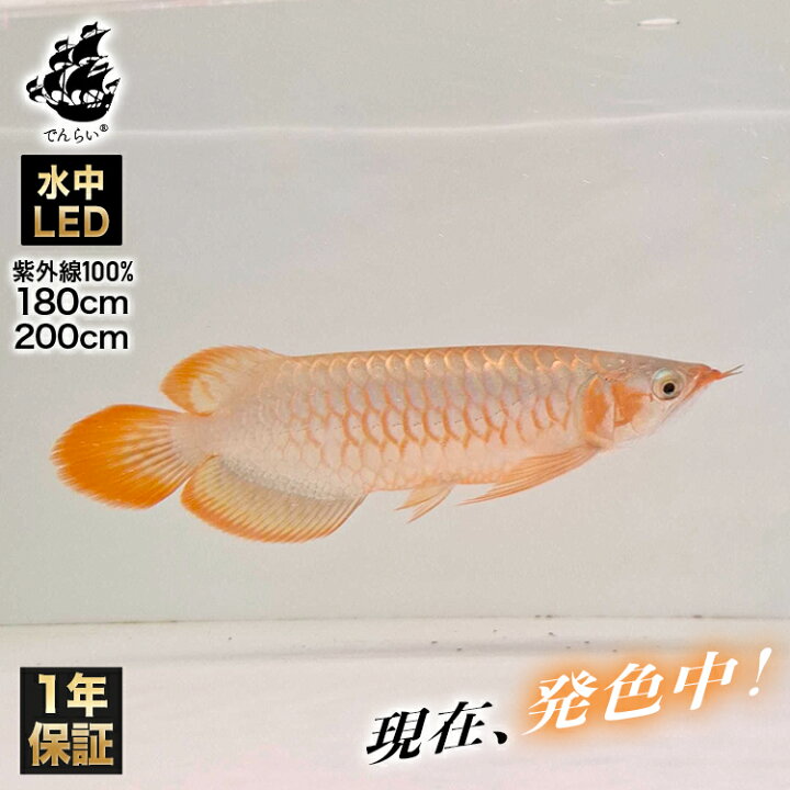 楽天市場】アロワナライト 紫外線 100％ 180cm水槽用 色揚げ ライト 
