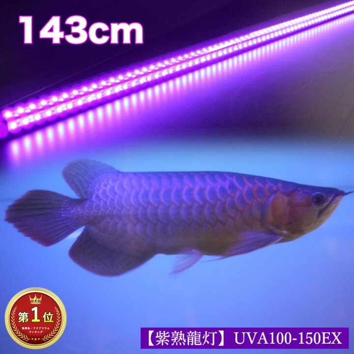 楽天市場 アロワナ ライト 紫外線100 紅龍 金龍 150cm水槽用 紫熟龍灯 ナイトメロー Ex Led 2列 水中 照明器具 水中蛍光灯 アクアリウム 熱帯魚 アジアアロワナ でんらい Uv100 A 150ex 送料無料 Uv100 A Ex でんらい