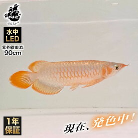 楽天市場 蛍光灯 熱帯魚 アクアリウム ペット ペットグッズ の通販