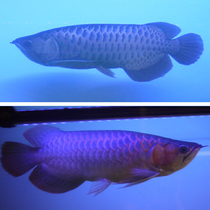 割引 クーポン配布中 アロワナライト 紅龍 2列 レッドアロワナ Led 熱帯魚 金魚 スーパーレッド アジアアロワナ 照明 発色 水中蛍光灯 コウリュウ ナイトメロー 赤く 色揚げ アクアリウム 紫外線 ライト 紅 水中 1cm水槽用 100 サンゴ 金龍 紫熟龍灯 ブラックライト
