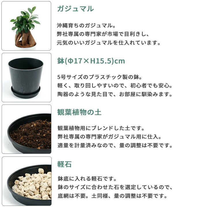 楽天市場 ガジュマル植え替えセット ガジュマル 多幸の木 鉢 土 緩効性肥料 肥料 根腐れ防止 培養土 Ph Ec 調整済み 軽石 五号 鉢植え 園芸 植え替え インテリアグリーン 観葉植物 卓上植物 ボタニカル 南国植物 Departmentstores 楽天市場 ガジュマル植え替えセット ガジュマル 多幸の木 鉢 土 緩効性肥料 肥料 根腐れ防止 培養土 Ph Ec 調整済み 軽石 五号 鉢植え 園芸 植え替え インテリアグリーン 観葉植物 卓上植物 ボタニカル 南国植物 Departmentstores