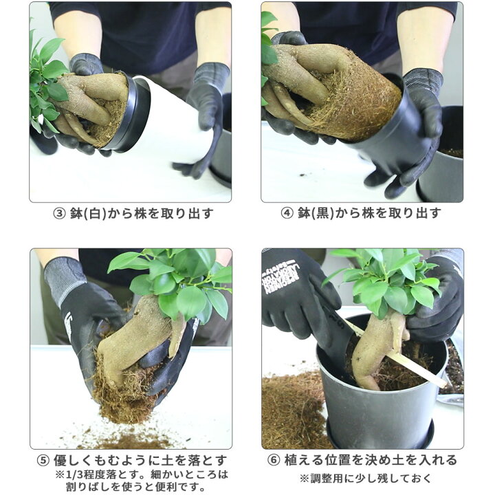 楽天市場 ガジュマル植え替えセット ガジュマル 多幸の木 鉢 土 緩効性肥料 肥料 根腐れ防止 培養土 Ph Ec 調整済み 軽石 五号 鉢植え 園芸 植え替え インテリアグリーン 観葉植物 卓上植物 ボタニカル 南国植物 Departmentstores