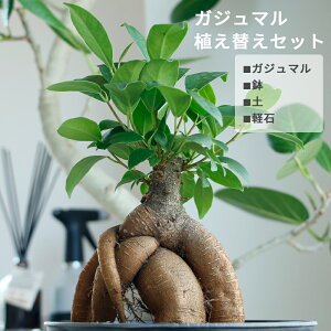 観葉植物 軽石の人気商品 通販 価格比較 価格 Com