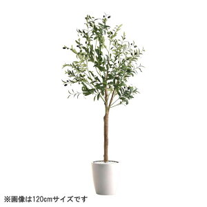 ȒPtFCNO[ I[u LTCY(180cm)