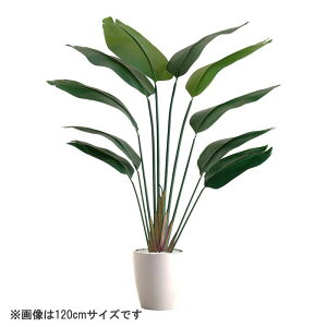 ȒPtFCNO[ Xg`A STCY(120cm)