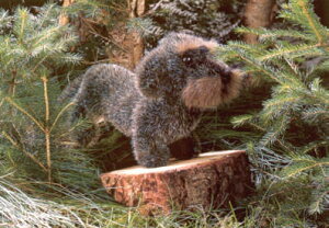 y݌ɂzKosen P[Z hCc ʂ _bNXtgEC[w[i Mtg v[g a oYj ̎q j̎q D  ʁj