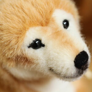 y݌ɂzKosen P[Z hCc ʂ Či Mtg v[g a oYj ̎q j̎q D  ʁj