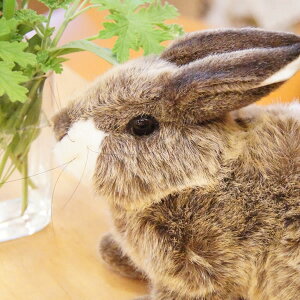 y݌ɂzKosen P[Z hCc ʂ ETMix[WAji Mtg v[g a oYj ̎q j̎q D j